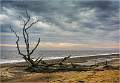 Benacre Beach Tree_Barry Freeman